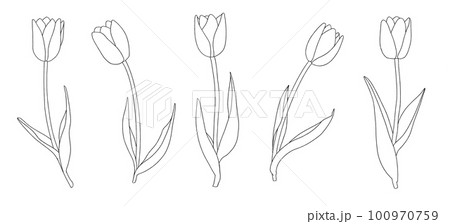 シンプルなチューリップの線画イラスト 100970759