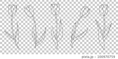シンプルなチューリップの線画イラスト 100970759