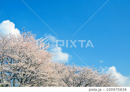 青い空と満開の桜　コピースペース 100970836