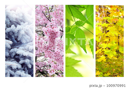 Four seasons of year. Set of vertical nature banners with winter, spring, summer and autumn scenes 100970991