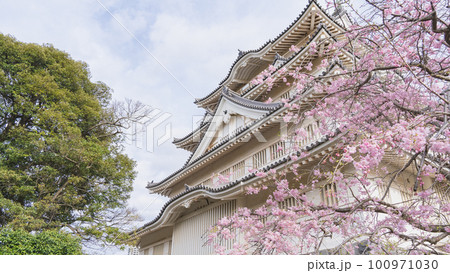 【千葉県】春の桜と亥鼻公園・亥鼻城跡・千葉市立郷土博物館 100971030