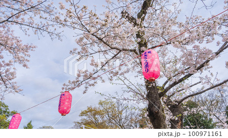 桜と提灯｜千葉城・さくら祭り 100971161