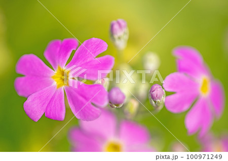 家の周りの草花 四季の色々 早春に咲く小さな花 家の周りの草花 四季の色々 早春に咲く小さな花 100971249
