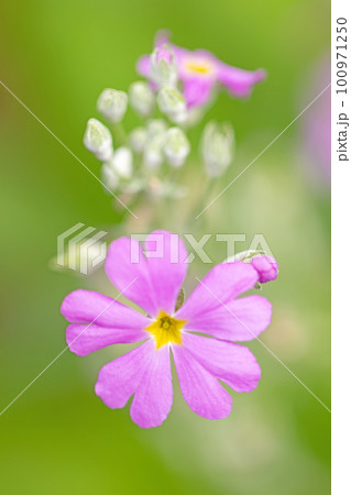 家の周りの草花　四季の色々　早春に咲く小さな花 100971250