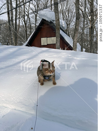【長野県信濃町大学村】雪の中を散歩にでかける飼い猫 100971337
