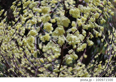 春に花を咲かすミズキの花 100971500