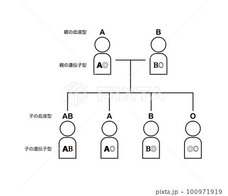 血液型の遺伝(親がAOとBOの場合) 血液型の遺伝(親がAOとBOの場合) 100971919