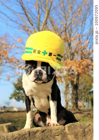 青空と木立の下で黄色い防災ヘルメットを被って見つめるボストンテリアのマイティくん 青空と木立の下で黄色い防災ヘルメットを被って見つめるボストンテリアのマイティくん 100972095