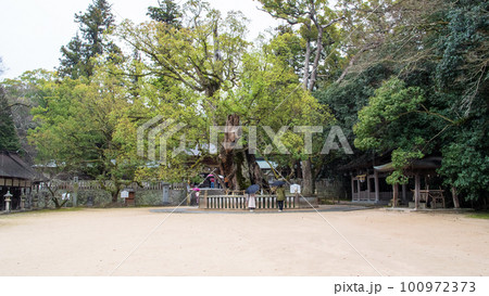 乎知命御手植の楠 大山祗神社 愛媛県 大三島 乎知命御手植の楠 大山祗神社 愛媛県 大三島 100972373