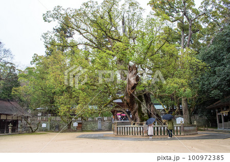 乎知命御手植の楠　大山祗神社　愛媛県　大三島 100972385