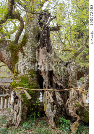 乎知命御手植の楠　大山祗神社　愛媛県　大三島 100972668