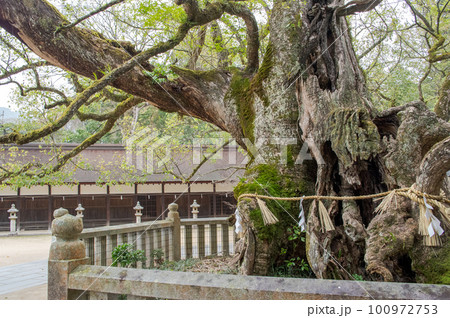 乎知命御手植の楠　大山祗神社　愛媛県　大三島 100972753