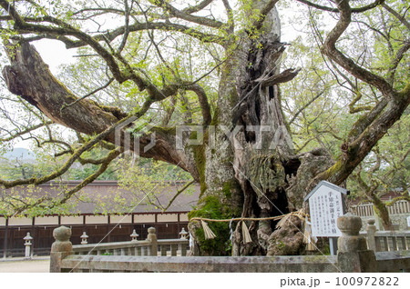 乎知命御手植の楠　大山祗神社　愛媛県　大三島 100972822