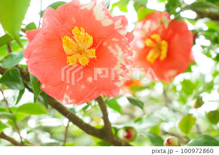 大輪の赤い椿　太陽錦2 100972860