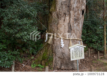 大山祗神社のクスノキ群の一本　愛媛県　大三島 100973128