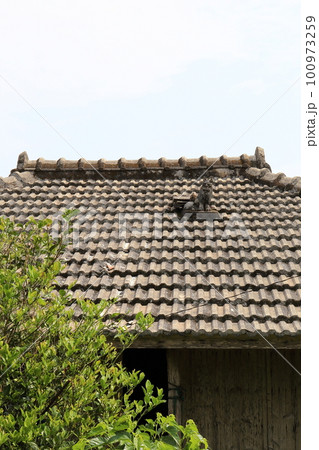 沖縄　屋根の上のシーサー 100973259