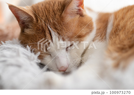 眠る猫　茶トラ白 100973270