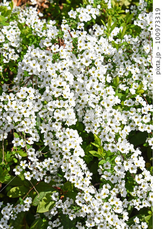 春の日差しに輝く満開の白いユキヤナギ 100973319