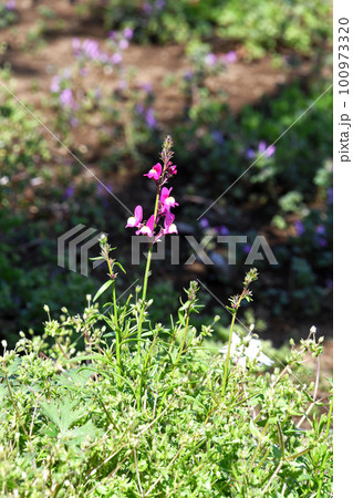 かわいいピンクの姫金魚草 100973320