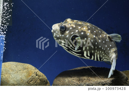フグ サザナミフグ 魚 海水魚 泳ぐ魚 White-spotted puffer puffer フグ サザナミフグ 魚 海水魚 泳ぐ魚 White-spotted puffer puffer 100973428