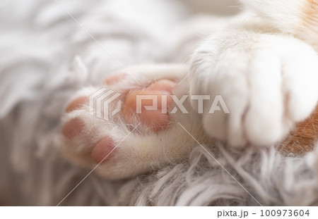 可愛い猫の肉球 可愛い猫の肉球 100973604