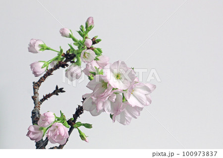 鉢植えの旭山桜 100973837