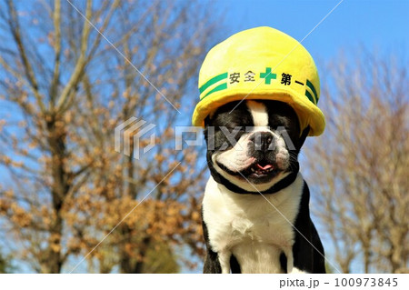 青空と木立の下で安全第一ヘルメットを被った笑顔のボストンテリアのマイティくん 青空と木立の下で安全第一ヘルメットを被った笑顔のボストンテリアのマイティくん 100973845