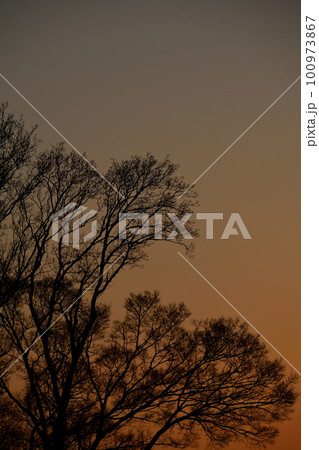 夕焼け空と樹木のシルエット 夕焼け空と樹木のシルエット 100973867
