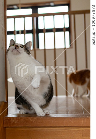 遊ぶ猫 キジトラ猫 遊ぶ猫 キジトラ猫 100973873