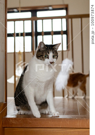 遊ぶ猫 キジトラ猫 遊ぶ猫 キジトラ猫 100973874