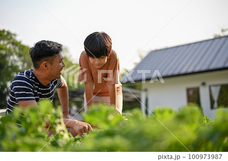 Caring Asian dad teaching his son to picking up or harvesting vegetables in the plantation. 100973987