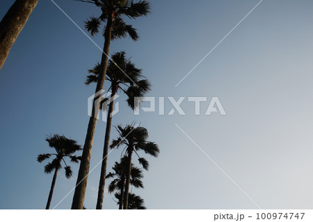 ヤシの木と空 ヤシの木と空 100974747