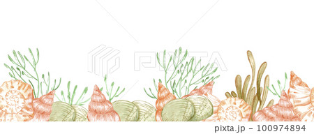 Hand drawn watercolor seashells and seaweed seamless boarder. Isolated on white background. Can be used for textile, fabric, banner. 100974894