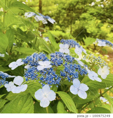 青いガクアジサイ 100975249