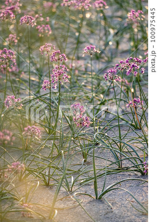 ラッキョウの花 (鳥取県北栄町) ラッキョウの花 (鳥取県北栄町) 100975445