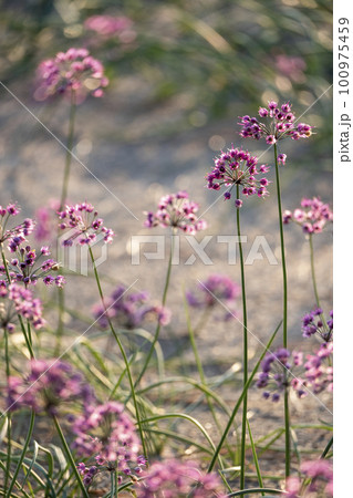 ラッキョウの花　（鳥取県北栄町） 100975459