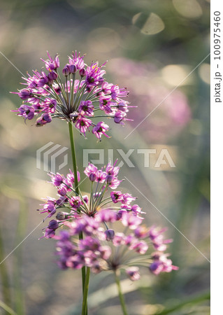 ラッキョウの花 (鳥取県北栄町) ラッキョウの花 (鳥取県北栄町) 100975460