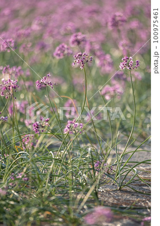 ラッキョウの花 (鳥取県北栄町) ラッキョウの花 (鳥取県北栄町) 100975461