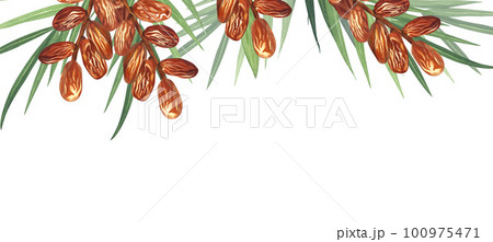 Watercolor frame dry dates fruit and palm. Hand-drawn illustration isolated on white background. Perfect for islamic celebration day ramadan kareem, eid al fitr adha, arabesque design. Watercolor frame dry dates fruit and palm. Hand-drawn illustration isolated on white background. Perfect for islamic celebration day ramadan kareem, eid al fitr adha, arabesque design. 100975471