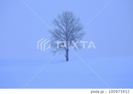 雪原の一本の木_2021.JPG  雪原の一本の木_2021.JPG  100975652