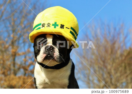 青空と木立の下で安全第一ヘルメットを被って見つめるボストンテリアのマイティくん 100975689