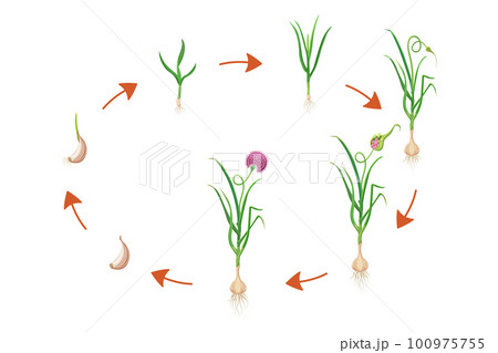 Garlic growth cycle. Vector illustration of bulbous plant development infographic. Sequential process of growing leafy vegetables 100975755