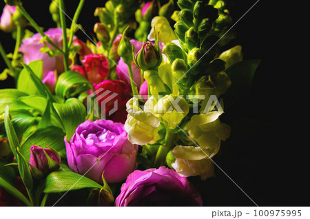 Beautiful roses on a dark background. Lush bush bouquet of pink roses with dark vignette. Romantic luxury background or wallpaper Beautiful roses on a dark background. Lush bush bouquet of pink roses with dark vignette. Romantic luxury background or wallpaper 100975995