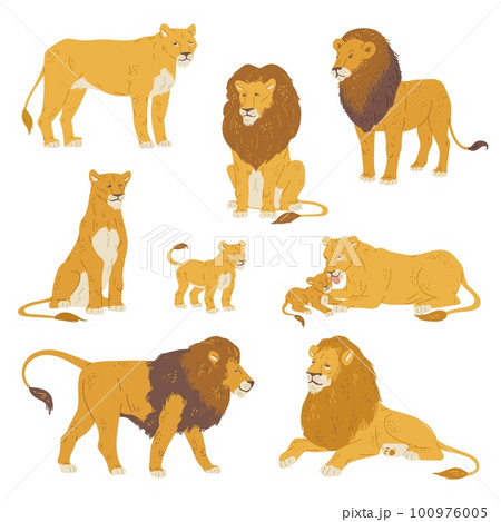 Set of lions and lionesses with little cubs, flat vector illustration isolated on white background. 100976005