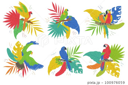 Colorful set of parrots on tropical leaves flat vector illustration isolated. Colorful set of parrots on tropical leaves flat vector illustration isolated. 100976059