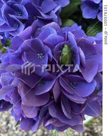 紫陽花と昆虫 紫陽花と昆虫 100976101