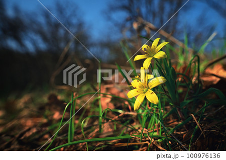 Yellow Star Of Bethlehem, Gagea Lutea The First Wild Spring Flower Yellow Star Of Bethlehem, Gagea Lutea The First Wild Spring Flower 100976136