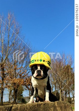 青空と並木の下で黄色い防災ヘルメットを被って見つめるボストンテリアのマイティくん 100976237