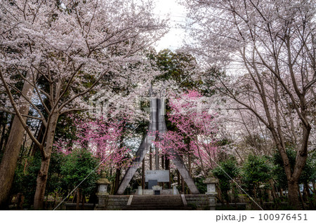茨城県水戸市　桜山の満開の桜風景 100976451