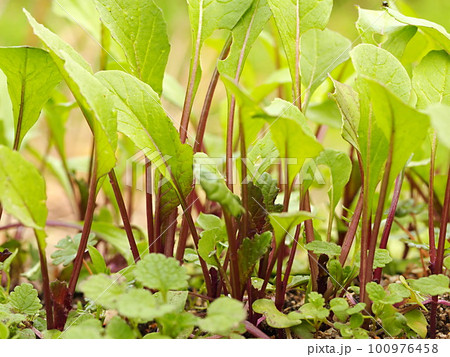 畑の若いコウサイタイの生態写真 100976458